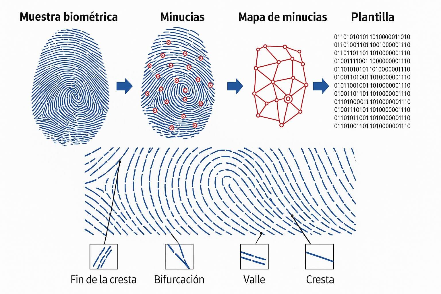 Diagrama del proceso de autenticación biométrica por huella digital: muestra biométrica, detección de minucias, creación de mapa de minucias y conversión en plantilla binaria. Incluye ejemplos de crestas, valles y bifurcaciones en la huella.